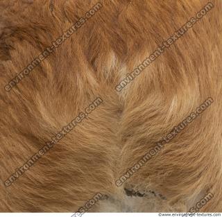 Photo Textures of Animal Skin